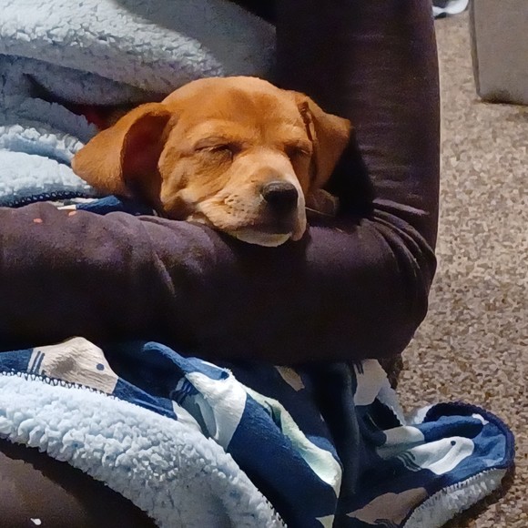 Meet your Posher, Ally - Picture 1 of 1